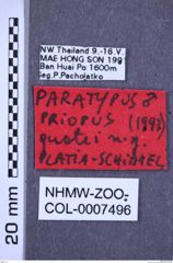 Etiketten zu Priopus quatei (NHMW-ZOO-COL-0007496)